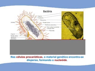 Nas células procarióticas, o material genético encontra-se
disperso, formando o nucleóide.
 