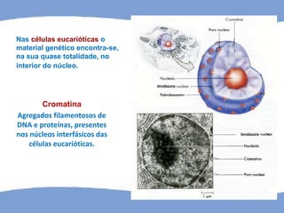 Cromatina
Agregados filamentosos de
DNA e proteínas, presentes
nos núcleos interfásicos das
células eucarióticas.
Nas células eucarióticas o
material genético encontra-se,
na sua quase totalidade, no
interior do núcleo.
 