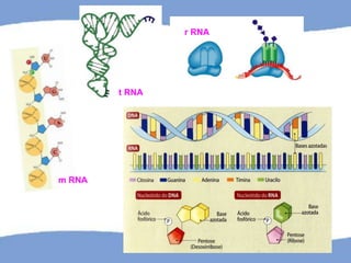 m RNA
r RNA
t RNA
 