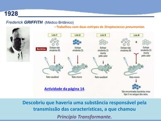 Descobriu que haveria uma substância responsável pela
transmissão das características, a que chamou
Princípio Transformante.
1928_______________________________________
Frederick GRIFFITH (Médico Britânico)
- Trabalhou com duas estirpes de Streptococcus pneumoniae.
Actividade da página 14.
 