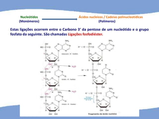 Nucleótidos Ácidos nucleicos / Cadeias polinucleotídicas
(Monómeros) (Polímeros)
Estas ligações ocorrem entre o Carbono 3‘ da pentose de um nucleótido e o grupo
fosfato da seguinte. São chamadas Ligações fosfodiéster.
 