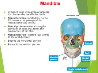 1. Osteology of Skull.ppt