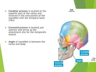 1. Osteology of Skull.ppt