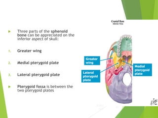 1. Osteology of Skull.ppt