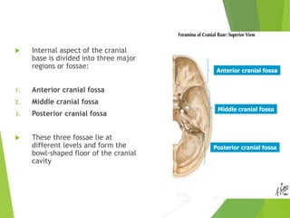 Fossae 1. Osteology of Skull.ppt