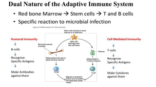 1. adaptive immunity (final).pptx