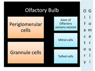 Olfactory Bulb
Periglomerular
cells
Grannule cells
Axon of
Olfactory
sensory neuron
Mitral cells
Tufted cells
O
l
f
a
c
t
o
r
y
G
l
o
m
e
r
u
l
i
 