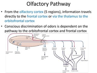 Olfactory Pathway
• From the olfactory cortex (5 regions), information travels
directly to the frontal cortex or via the thalamus to the
orbitofrontal cortex
• Conscious discrimination of odors is dependent on the
pathway to the orbitofrontal cortex and frontal cortex
 