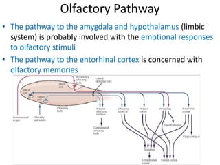 Olfactory Pathway
• The pathway to the amygdala and hypothalamus (limbic
system) is probably involved with the emotional responses
to olfactory stimuli
• The pathway to the entorhinal cortex is concerned with
olfactory memories
 