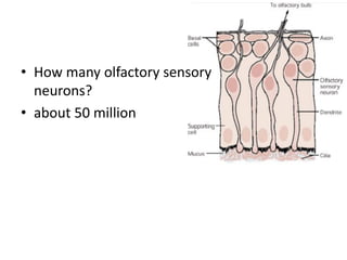 • How many olfactory sensory
neurons?
• about 50 million
 