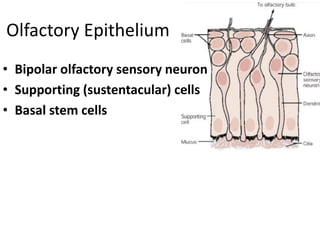 Olfactory Epithelium
• Bipolar olfactory sensory neuron
• Supporting (sustentacular) cells
• Basal stem cells
 