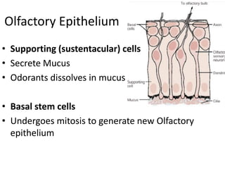 Olfactory Epithelium
• Supporting (sustentacular) cells
• Secrete Mucus
• Odorants dissolves in mucus
• Basal stem cells
• Undergoes mitosis to generate new Olfactory
epithelium
 