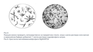 Рис.6
Реакцию можно проводить непосредственно на предметном стекле, когда к капле раствора соли магния
в аммонийном буфере добавляют 1 каплю раствора гидрофосфата натрия.
Рис.6. Кристаллы магнийаммонийфосфата MgNH4PO4
 