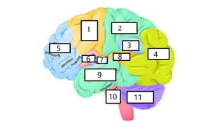 1. brain atlas.pdf