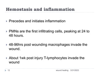 Hemostasis and inflammation
 Precedes and initiates inflammation
 PMNs are the first infiltrating cells, peaking at 24 to
48 hours.
 48-96hrs post wounding macrophages invade the
wound.
 About 1wk post injury T-lymphocytes invade the
wound
3/31/2023
wound healing
12
 