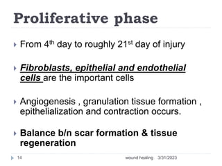 Proliferative phase
 From 4th day to roughly 21st day of injury
 Fibroblasts, epithelial and endothelial
cells are the important cells
 Angiogenesis , granulation tissue formation ,
epithelialization and contraction occurs.
 Balance b/n scar formation & tissue
regeneration
3/31/2023
wound healing
14
 