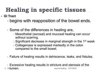 Healing in specific tissues
 GI Tract
 begins with reapposition of the bowel ends.
 Some of the differences in healing are,
 Mesothelial (serosal) and mucosal healing can occur
without scarring.
 Significant decrease in marginal strength in the 1st week
 Collagenase is expressed markedly in the colon
compared to the small bowel.
 Failure of healing results in dehiscence, leaks, and fistulas.
 Excessive healing results in stricture and stenosis of the
lumen. 3/31/2023
wound healing
20
 