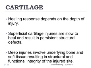 CARTILAGE
 Healing response depends on the depth of
injury.
 Superficial cartilage injuries are slow to
heal and result in persistent structural
defects.
 Deep injuries involve underlying bone and
soft tissue resulting in structural and
functional integrity of the injured site.
3/31/2023
wound healing
23
 