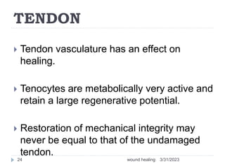 TENDON
 Tendon vasculature has an effect on
healing.
 Tenocytes are metabolically very active and
retain a large regenerative potential.
 Restoration of mechanical integrity may
never be equal to that of the undamaged
tendon.
3/31/2023
wound healing
24
 