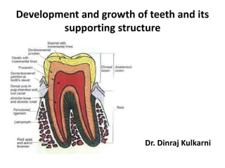 Development and growth of teeth and its
supporting structure
Dr. Dinraj Kulkarni
 