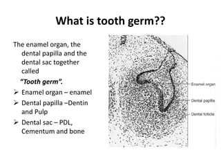 1.tooth development.pptx