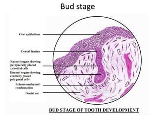 1.tooth development.pptx
