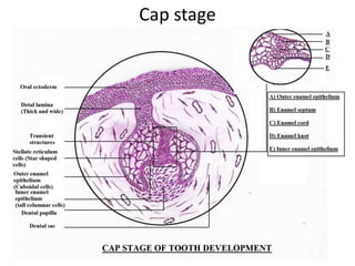 1.tooth development.pptx