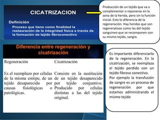 Producción de un tejido que va a
complementar o reponerse en la
zona de la herida, pero sin la función
inicial. Esto lo diferencia de la
regeneración. Hay heridas que son
regenerativas como las del tejido
sanguíneo que se recomponen con
su mismo tejido, sangre.
Es importante diferenciarlo
de la regeneración. En la
cicatrización, se reemplaza
el tejido perdido con un
tejido fibroso conectivo.
Por ejemplo la transfusión
de sangre es un proceso de
regeneración por que
estamos administrando el
mismo tejido
 