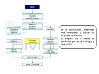 En la desnutrición, diabéticos
mal controlados y cáncer no
cicatrizan las heridas .
La limpieza de la herida es
producida por los macrófagos y
neutrófilos
 