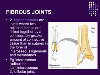 FIBROUS JOINTS
• 2. Syndesmoses are
joints where two
adjacent bones are
linked together by a
considerably greater
amount of connective
tissue than in sutures in
the form of
interosseous ligaments
and membranes
• Eg-interosseous
radioulanr
joint,interosseous
tibiofibular joint.
 