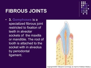 FIBROUS JOINTS
• 3. Gomphoses is a
specialized fibrous joint
restricted to fixation of
teeth in alveolar
sockets of the maxilla
or mandible. The root of
tooth is attached to the
socket with in alveolus
by periodontal
ligament.
 
