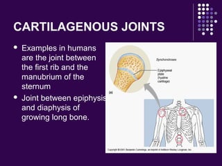 CARTILAGENOUS JOINTS
 Examples in humans
are the joint between
the first rib and the
manubrium of the
sternum
 Joint between epiphysis
and diaphysis of
growing long bone.
 