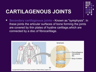 CARTILAGENOUS JOINTS
 Secondary cartilaginous joints - Known as "symphysis". In
these joints the articular surfaces of bone forming the joints
are covered by thin plates of hyaline cartilage,which are
connected by a disc of fibrocartilage.
 
