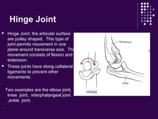 Hinge Joint
 Hinge Joint: the articular surface
are pulley shaped. This type of
joint permits movement in one
plane around transverse axis. This
movement consists of flexion and
extension.
 These joints have stong collateral
ligaments to prevent other
movements.
Two examples are the elbow joint,
knee joint, interphalangeal joint
,ankle joint.
.
 