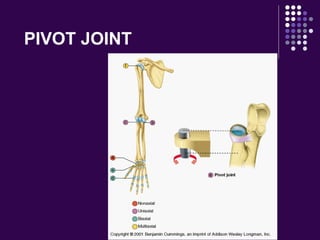 PIVOT JOINT
 