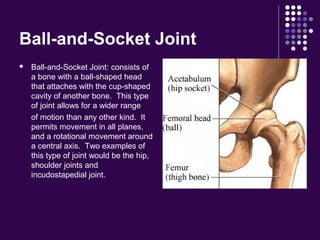 Ball-and-Socket Joint
 Ball-and-Socket Joint: consists of
a bone with a ball-shaped head
that attaches with the cup-shaped
cavity of another bone. This type
of joint allows for a wider range
of motion than any other kind. It
permits movement in all planes,
and a rotational movement around
a central axis. Two examples of
this type of joint would be the hip,
shoulder joints and
incudostapedial joint.
 
