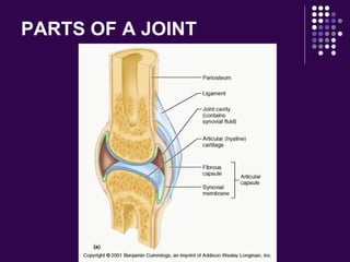 PARTS OF A JOINT
 