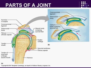 PARTS OF A JOINT
 