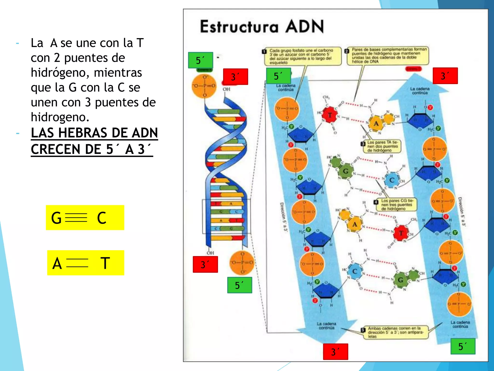 1. Estructura de la molécula de ADN.pdf