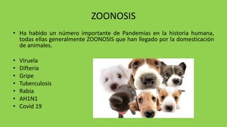 ZOONOSIS
• Ha habido un número importante de Pandemias en la historia humana,
todas ellas generalmente ZOONOSIS que han llegado por la domesticación
de animales.
• Viruela
• Difteria
• Gripe
• Tuberculosis
• Rabia
• AH1N1
• Covid 19
 