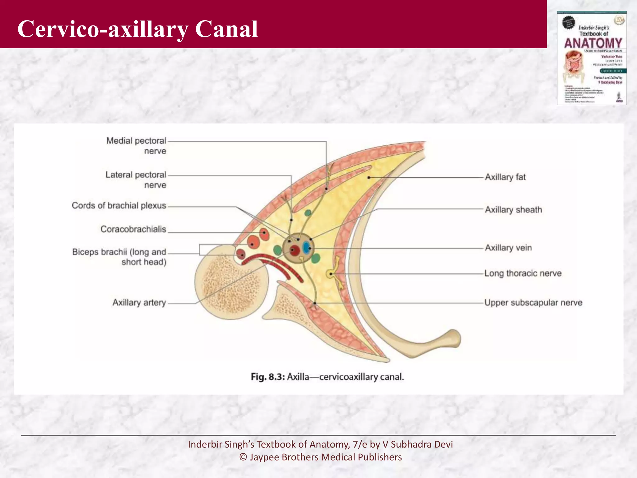 Anatomy of axilla.pptx
