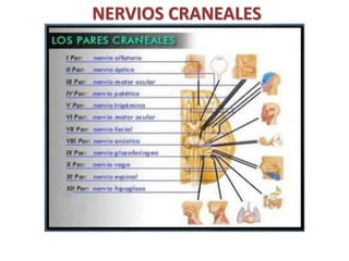 NERVIOS CRANEALES
 