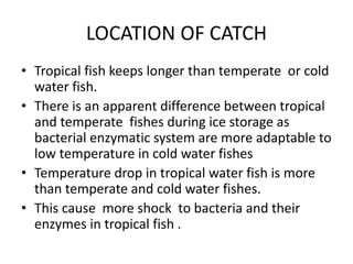 LOCATION OF CATCH
• Tropical fish keeps longer than temperate or cold
water fish.
• There is an apparent difference between tropical
and temperate fishes during ice storage as
bacterial enzymatic system are more adaptable to
low temperature in cold water fishes
• Temperature drop in tropical water fish is more
than temperate and cold water fishes.
• This cause more shock to bacteria and their
enzymes in tropical fish .
 