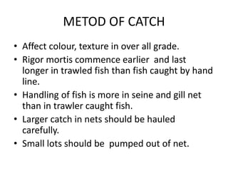 METOD OF CATCH
• Affect colour, texture in over all grade.
• Rigor mortis commence earlier and last
longer in trawled fish than fish caught by hand
line.
• Handling of fish is more in seine and gill net
than in trawler caught fish.
• Larger catch in nets should be hauled
carefully.
• Small lots should be pumped out of net.
 