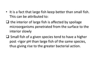 • It is a fact that large fish keep better than small fish.
This can be attributed to:
 the interior of large fish is affected by spoilage
microorganisms penetrated from the surface to the
interior slowly
 Small fish of a given species tend to have a higher
post -rigor pH than large fish of the same species,
thus giving rise to the greater bacterial action.
 