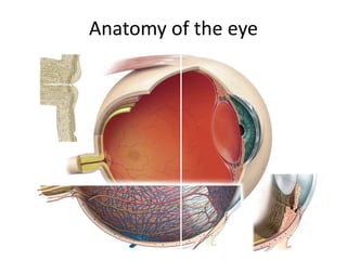 Anatomy of the eye
 