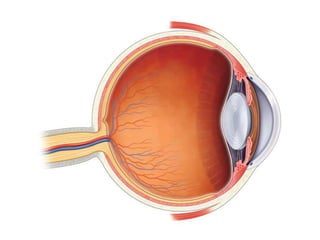 Ppt External Anatomy Of The Eye Powerpoint Presentation Free