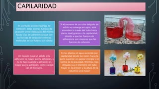 CAPILARIDAD
En un fluido existen fuerzas de
cohesión; estas son las fuerzas de
atracción entre moléculas del mismo
fluido y las de adherencia (que son
las fuerzas de atracción entre las
moléculas de un fluido y un sólido)
Si el extremo de un tubo delgado de
vidrio se sumerge en agua, esta
ascenderá a través del tubo hasta
cierto nivel gracias a la capilaridad,
debido a que las fuerzas de
adherencia son mayores que las
fuerzas de cohesión
Un líquido moja un sólido si la
adhesión es mayor que la cohesión, y
no lo hace cuando la cohesión es
mayor que la adhesión, como sucede
con el mercurio.
En las plantas el agua asciende por
capilaridad desde las raíces hacia la
parte superior sin gastar energía y en
contra de la gravedad. Mientras más
delgado sea el diámetro del tubo
mayor es la presión y la altura de la
columna será mayor
 