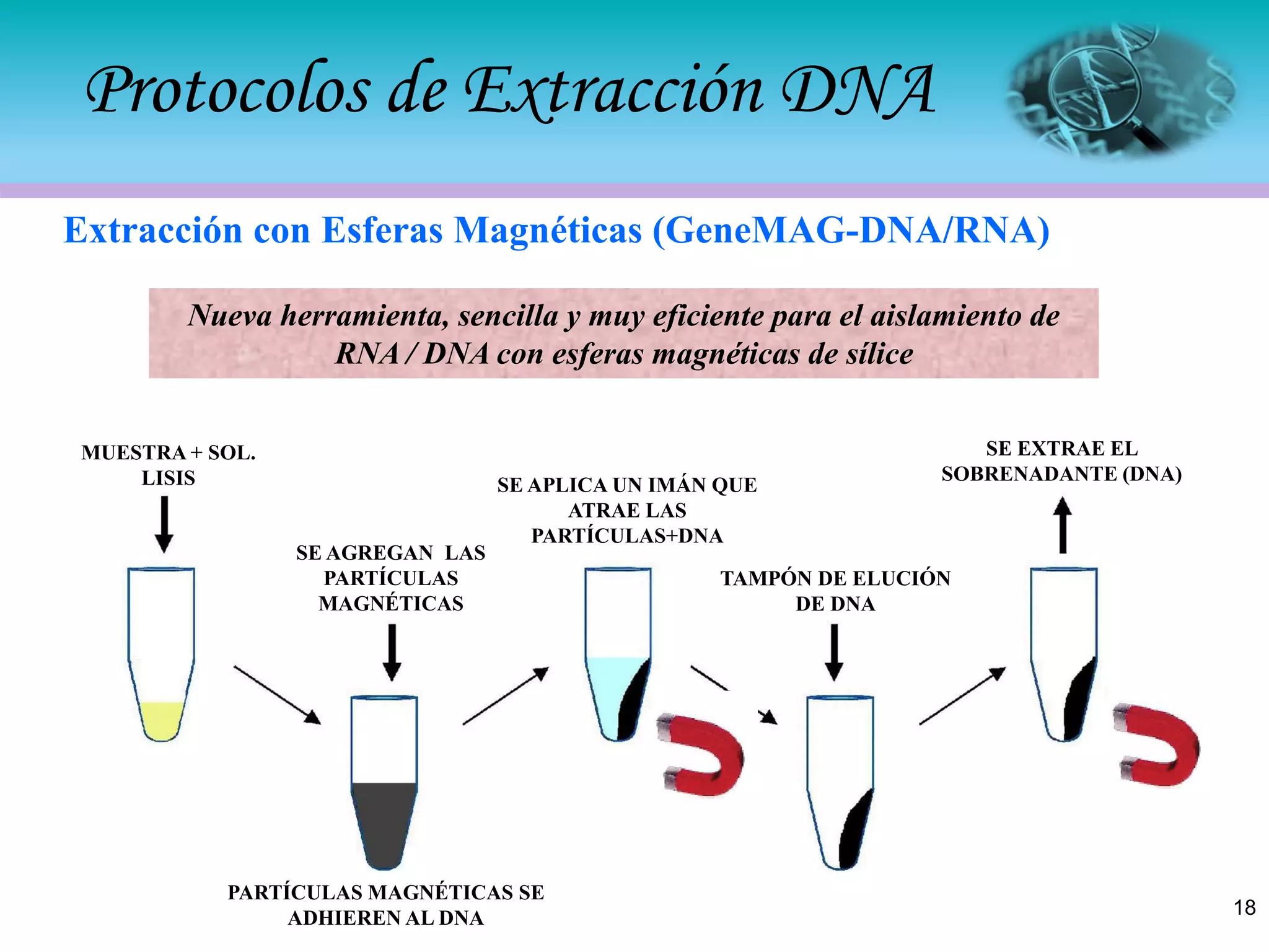 Extracción de ácidos nucleicos | PDF