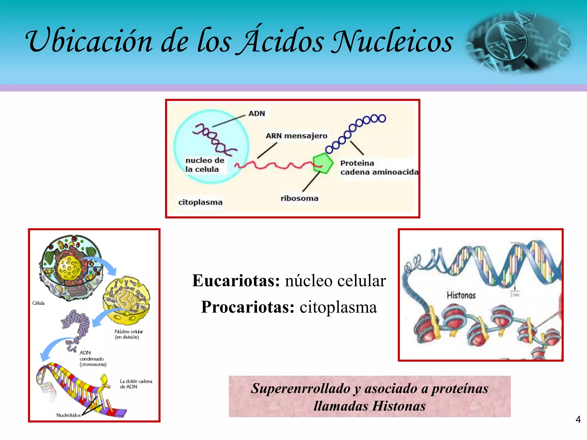 Extracción de ácidos nucleicos | PDF